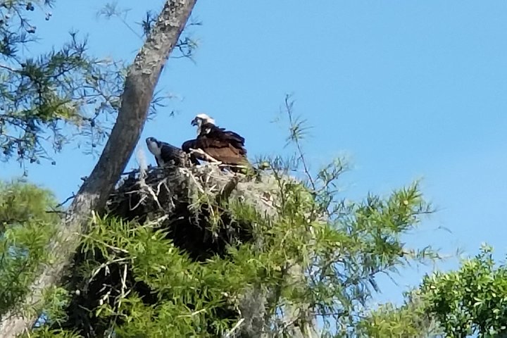 Waccamaw River Nature and Wildlife Tour